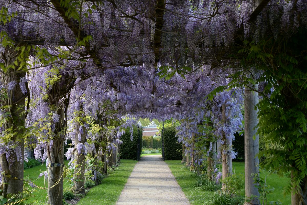 Pergola with wisteria in bloom