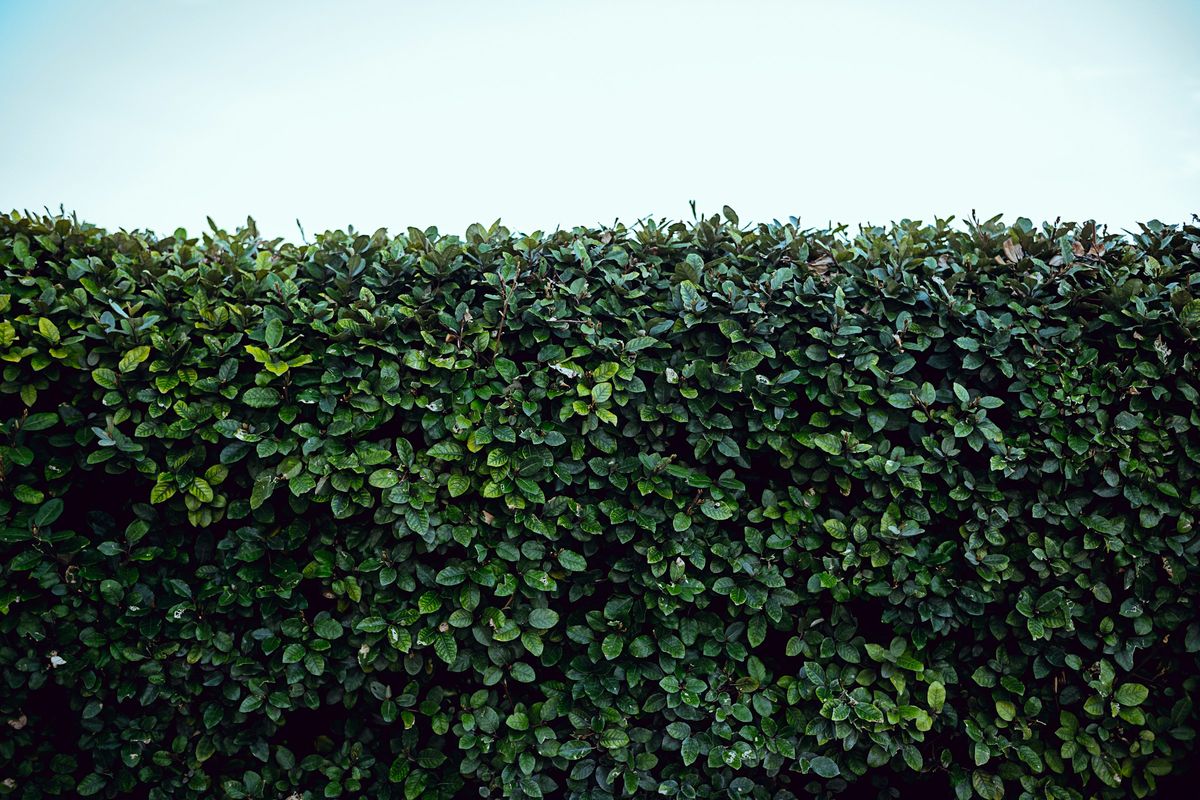 Neatly trimmed hedge