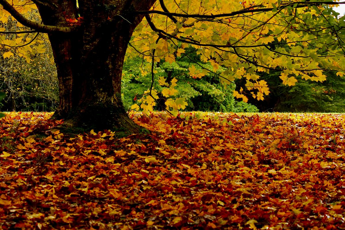 Tree with autumn leaves on the lawn