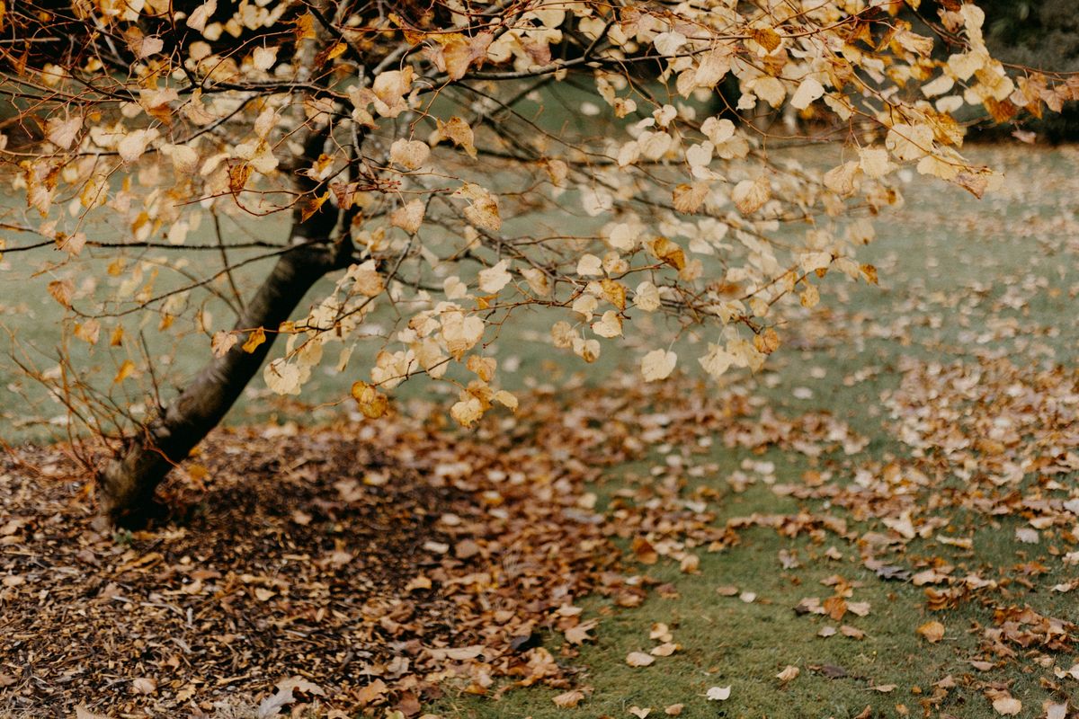 Herbstlaub im Garten