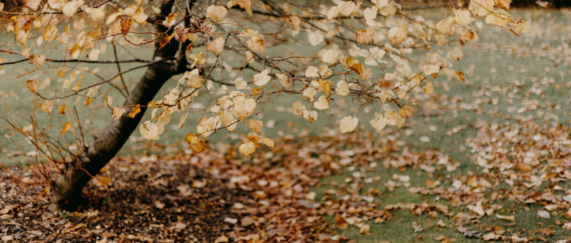 Fallen leaves in the garden