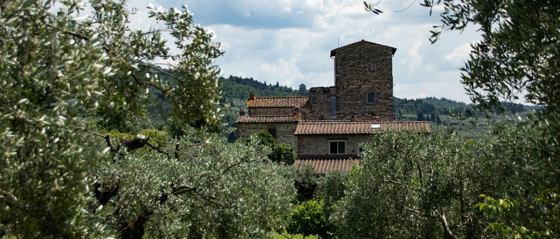 Stone house among olive trees