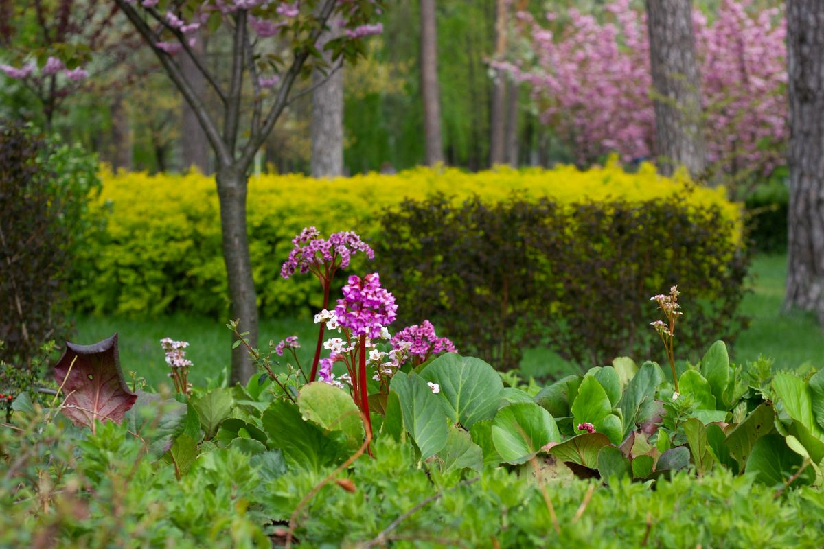 Blühende Bergenie vor der Hecke