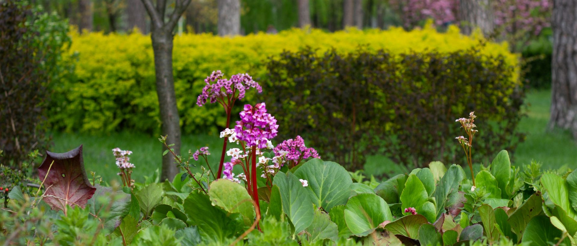 Blühende Bergenie vor der Hecke