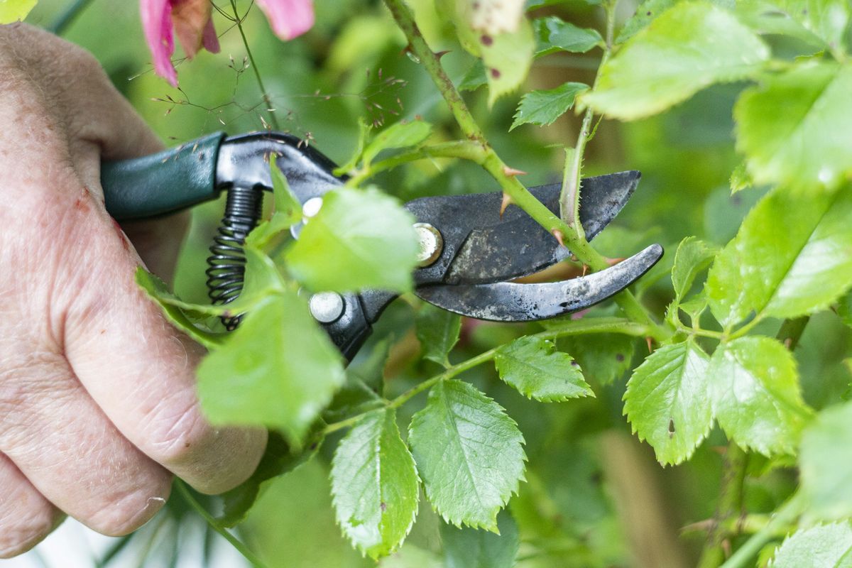 Rückschnitt mit der Gartenschere