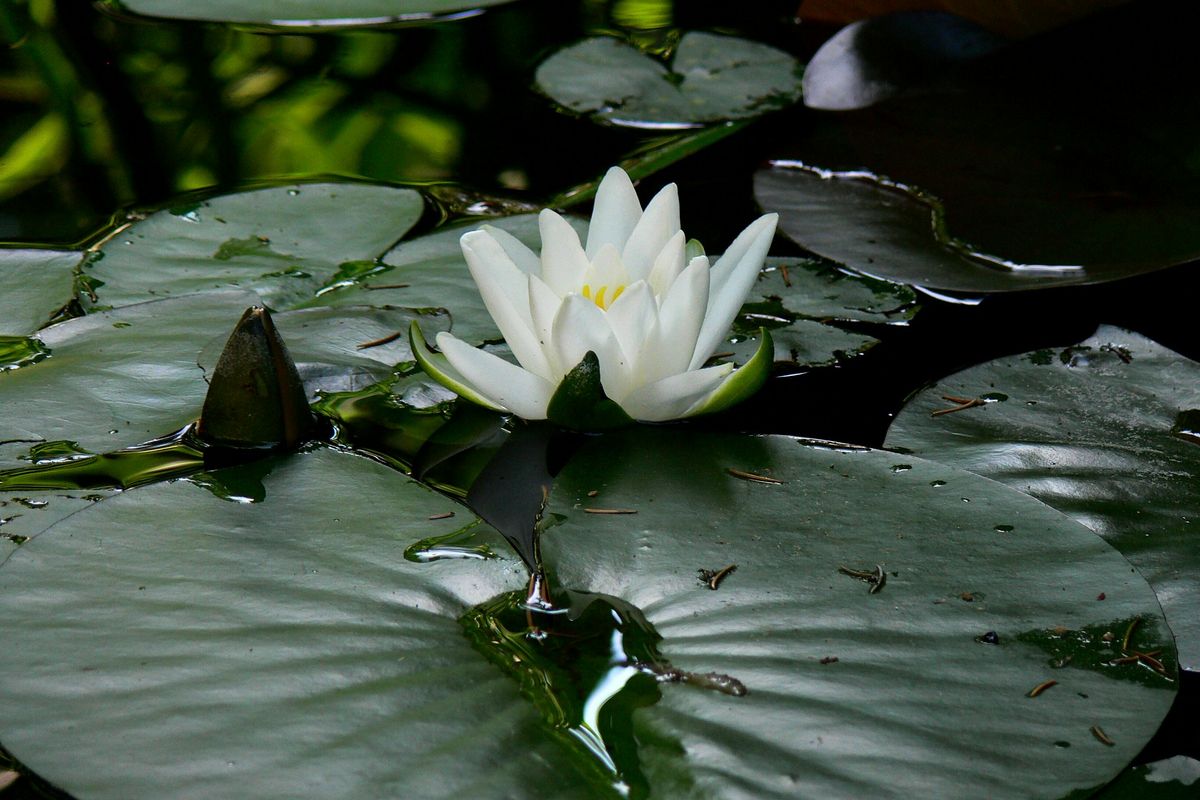 White water lily