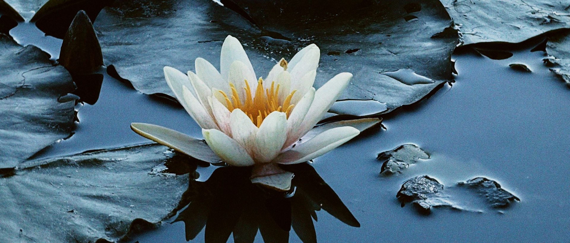Ninfea in fiore
